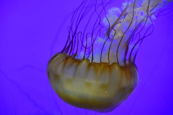 Jellyfish Juba Dos Leões Água — Fotografia de Stock