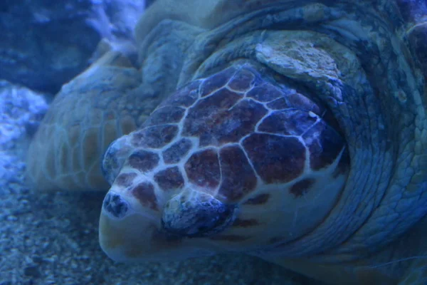 Unechte Seeschildkröte Wasser — Stockfoto