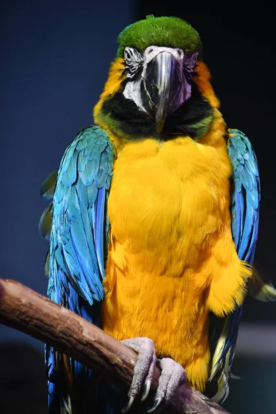 Colorful Tropical Macaw Bird — Stock Photo, Image