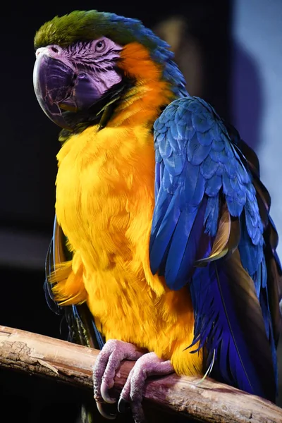 Colorido Pájaro Guacamayo Tropical —  Fotos de Stock