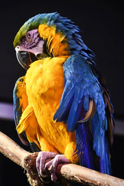 Colorful Tropical Macaw Bird — Stock Photo, Image