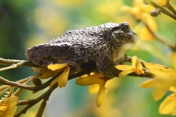 Träd Groda Ett Träd — Stockfoto