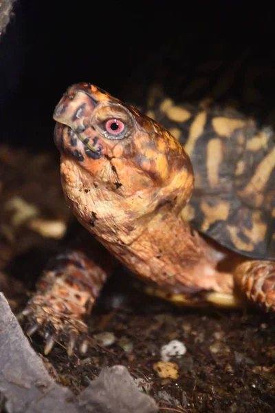 Turtle Water — Stock Photo, Image