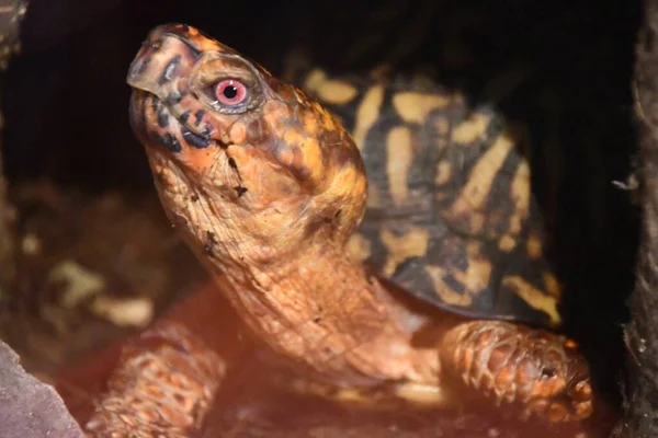 Una Tortuga Agua —  Fotos de Stock