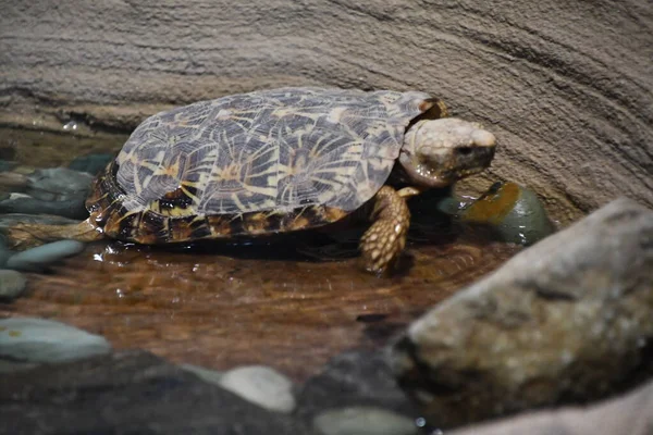 Turtle Water — Stock Photo, Image