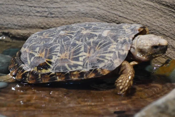 Suda Bir Kaplumbağa — Stok fotoğraf
