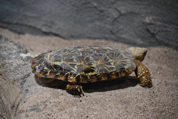 Een Schildpad Het Water — Stockfoto