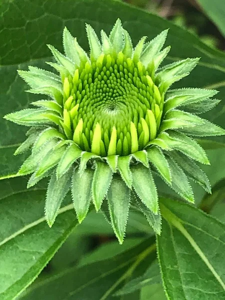 Echinacea Flower Summer — Stock Photo, Image