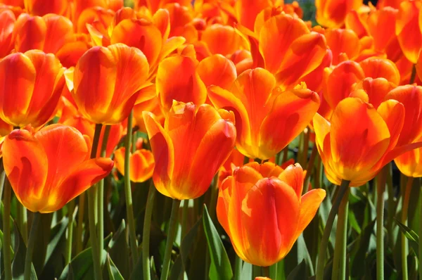 Tulpen — Stockfoto