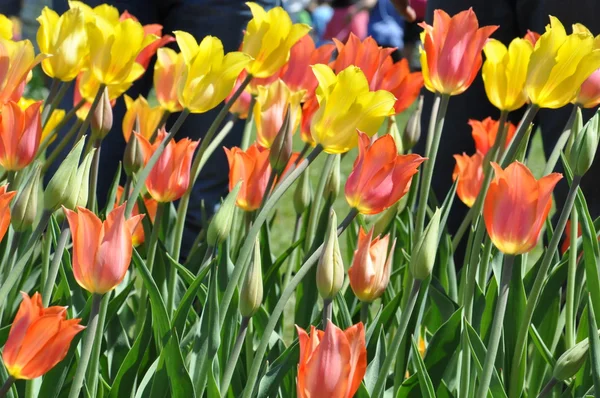 Tulpen — Stockfoto