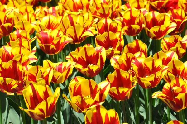 Tulpen — Stockfoto