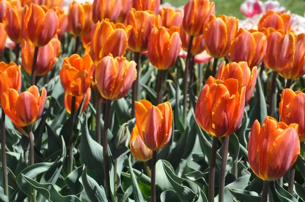 Tulips — Stock Photo, Image