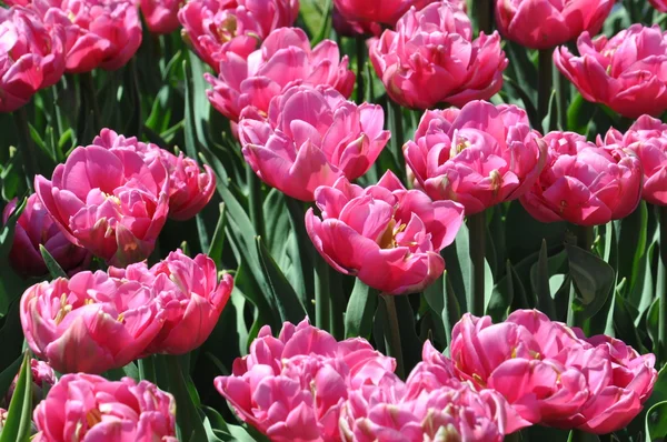 Tulips — Stock Photo, Image