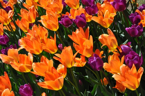 Tulpen — Stockfoto