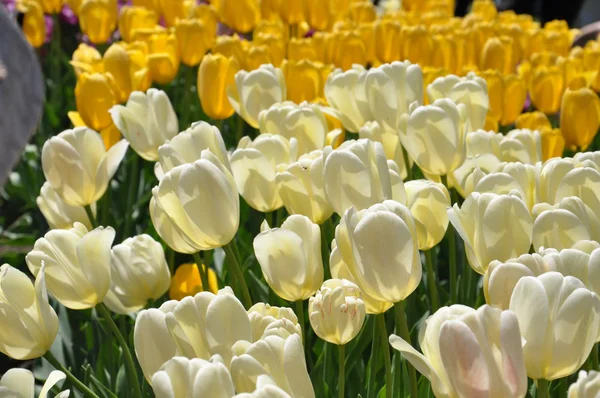 TUlips และ — ภาพถ่ายสต็อก