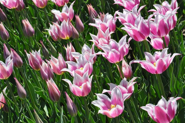 Tulipani — Foto Stock