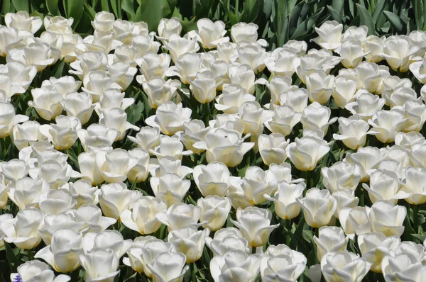 Tulips — Stock Photo, Image