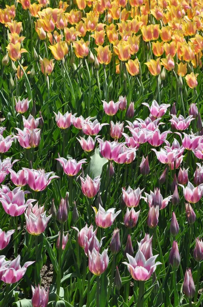 Tulpen — Stockfoto