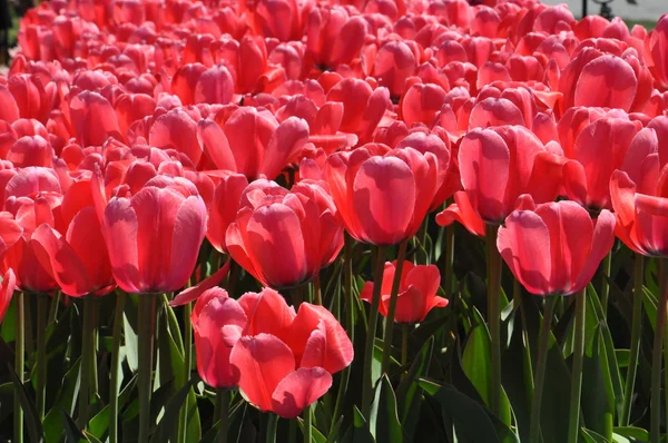 TUlips และ — ภาพถ่ายสต็อก