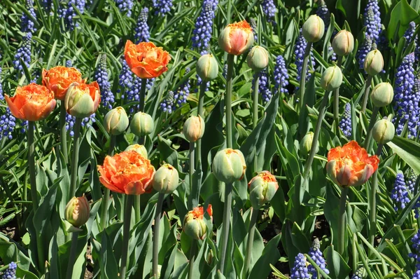 Tulips — Stock Photo, Image