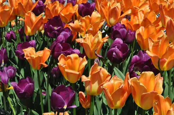 Tulips — Stock Photo, Image