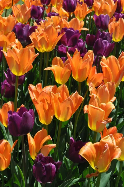 Tulips — Stock Photo, Image