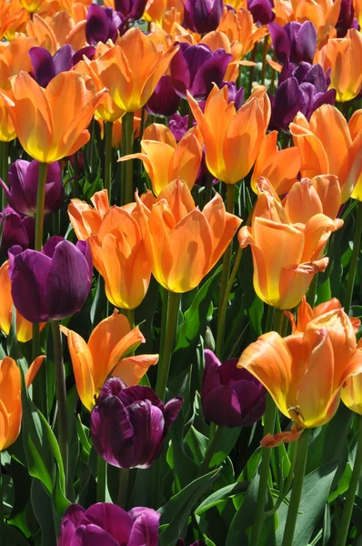 Tulpen — Stockfoto