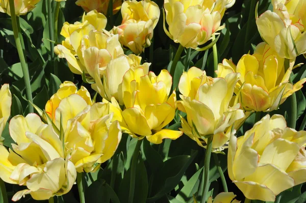 Tulpen — Stockfoto