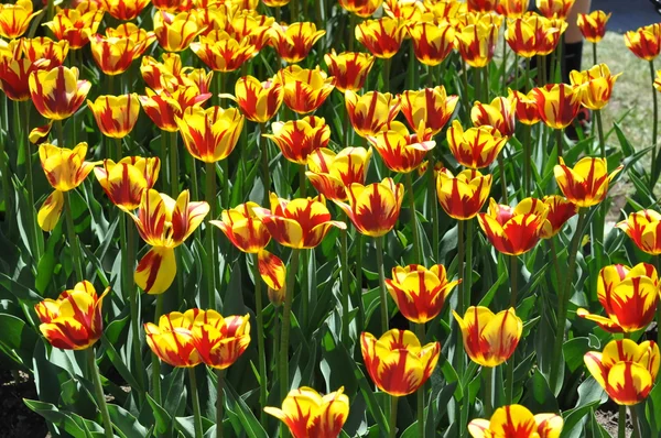 TUlips และ — ภาพถ่ายสต็อก