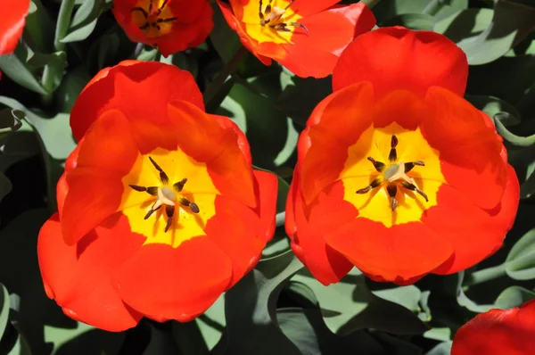 Tulpen — Stockfoto