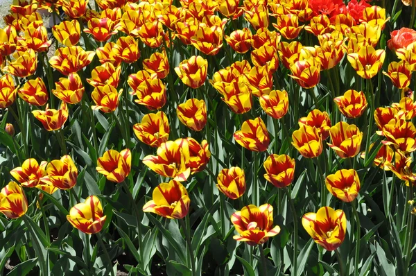 Tulpen — Stockfoto