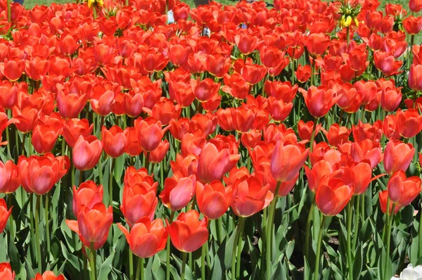 Tulips — Stock Photo, Image