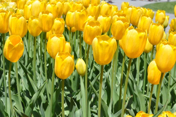 Tulpen — Stockfoto