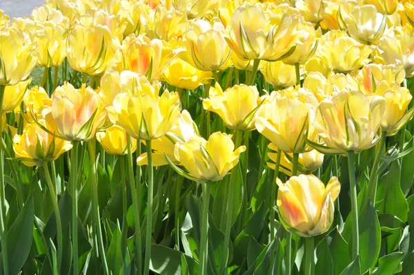 Tulpen — Stockfoto