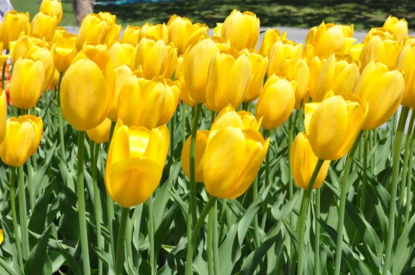 Tulpen — Stockfoto