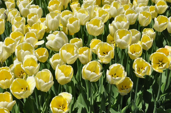 Tulips — Stock Photo, Image