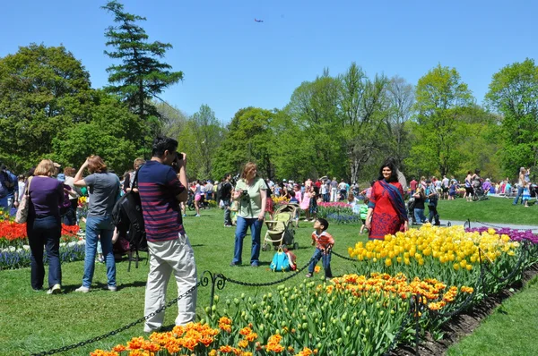 2014 Tulip Festival al Washington Park di Albany, New York State — Foto Stock