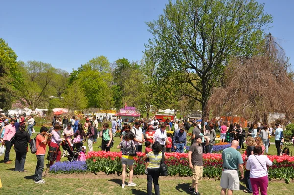 2014 Tulip Festival at Washington Park in Albany, New York State — Stock Photo, Image