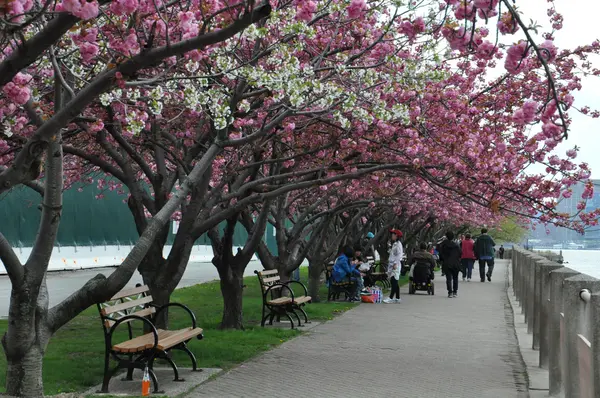 Roosevelt Island promenaden över East River till Manhattan, New York — Stockfoto