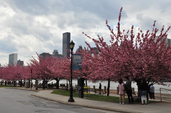 Roosevelt Island promenade over de East River naar Manhattan, New York — Stockfoto