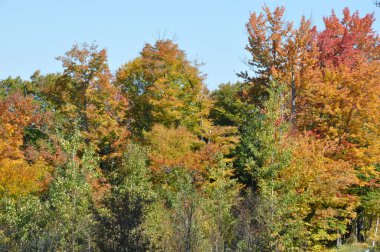 new hampshire beyaz dağ Ulusal ormanında, sonbahar yaprakları