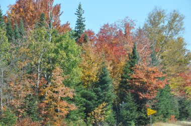 new hampshire beyaz dağ Ulusal ormanında, sonbahar yaprakları