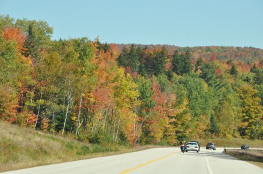 new hampshire beyaz dağ Ulusal ormanında, sonbahar yaprakları