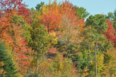 new hampshire beyaz dağ Ulusal ormanında, sonbahar yaprakları