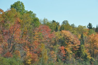 new hampshire beyaz dağ Ulusal ormanında, sonbahar yaprakları