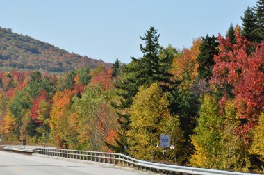 new hampshire beyaz dağ Ulusal ormanında, sonbahar yaprakları