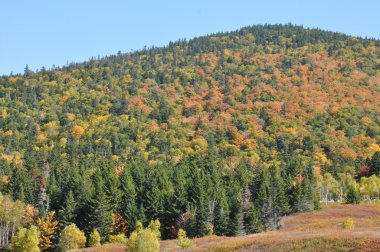 new hampshire beyaz dağ Ulusal ormanında, sonbahar yaprakları