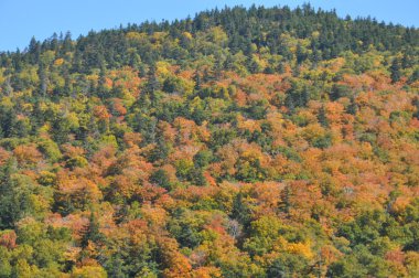 new hampshire beyaz dağ Ulusal ormanında, sonbahar yaprakları
