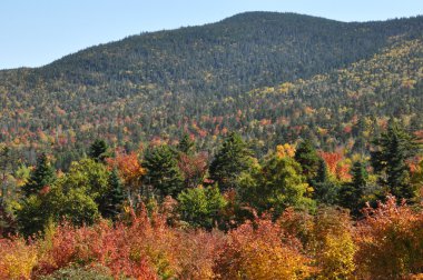 new hampshire beyaz dağ Ulusal ormanında, sonbahar yaprakları