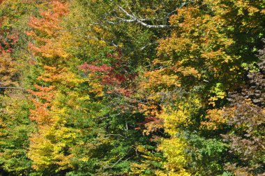 new hampshire beyaz dağ Ulusal ormanında, sonbahar yaprakları
